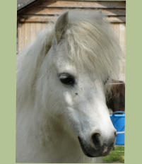 JOS� v. d. Ysselhof