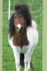 CONFETTI Cocktail el Saraja