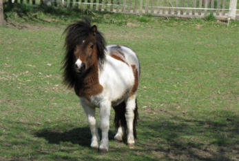 CONFETTI COCKTAIL el Saraja