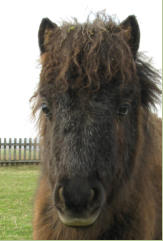 Greylight PAINTY Swiss Chocolate