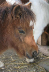 Greylight PAINTY Swiss Chocolate